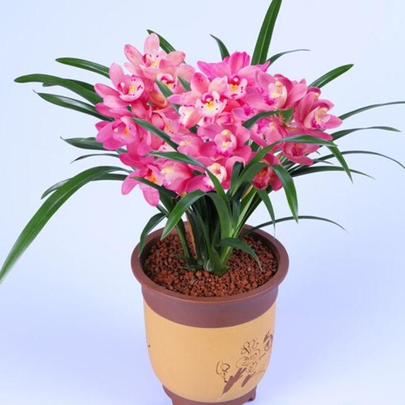大花蕙兰如何养殖（大花蕙兰养殖方法和技巧）
