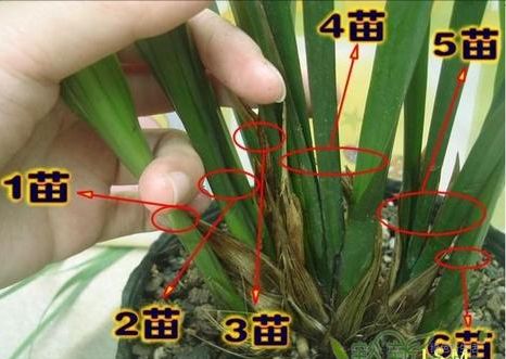 大花蕙兰如何养殖（大花蕙兰养殖方法和技巧）